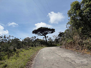 Pidurutalagala Mountain peak roadway
